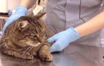 Eliminación de garras en gatos - operación de garras blandas, sus consecuencias