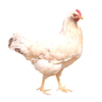 Mini mesne kokoši: vsebina, vzreja in video
