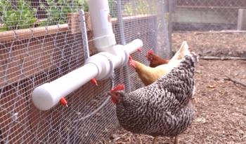 Dve navodili, kako narediti bradavičke za piščance z lastnimi rokami