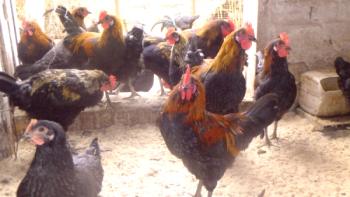 Moscow Black Breed Chickens: pregled, foto in video pregled