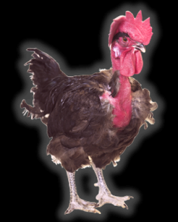 Pollos camachuelo: características, descripción, fotos y comentarios.
