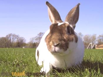 Rex Rabbit: características importantes de la raza, consejos para mantenerlo