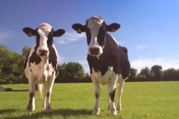 Cómo determinar el peso de una vaca sin peso: tabla y video