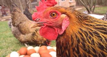 ¿Por qué los pollos picotean los huevos y cómo resolver este problema?