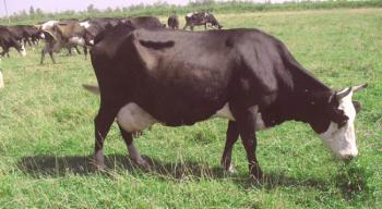 Raza Yaroslavl de las vacas