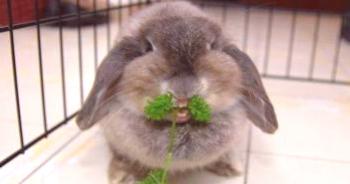Qué se puede alimentar conejos y qué no se puede alimentar a los conejos decorativos