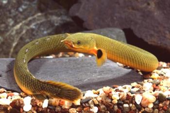 Kalamoyht o un asombroso pez serpiente en un acuario