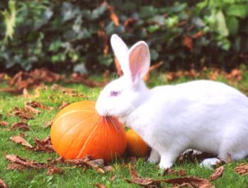Порода зайци бял гигант: развъждане, снимка
