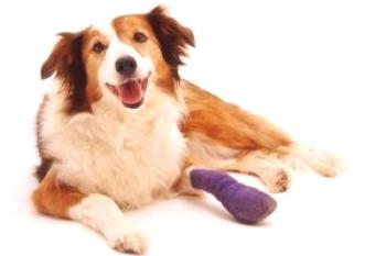 Enfermedad u osteomielitis de los huesos en perros.