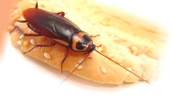 Как да се отървете от хлебарки самостоятелно у дома?