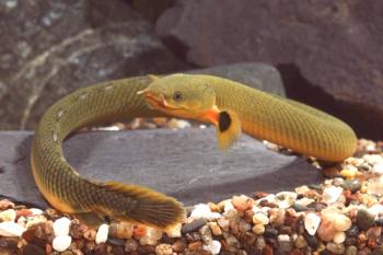 Kalamoyht kalabar ribja kača - hranjenje, hranjenje, fotografija