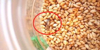 ¿Cómo deshacerse de los insectos en los cereales y la harina y qué hacer para evitar que se vuelvan a atrapar?