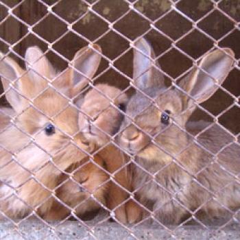 Cría de conejos en el hogar: selección de razas, cuidado.