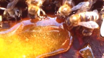 Hranjenje čebel pozimi v februarju s sladkornim sirupom, medom, sladkarijami
