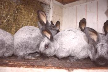 Зайци порода са сребро - описание, външен вид и снимки