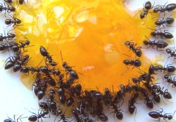Как бързо да се отървете от домашните мравки?
