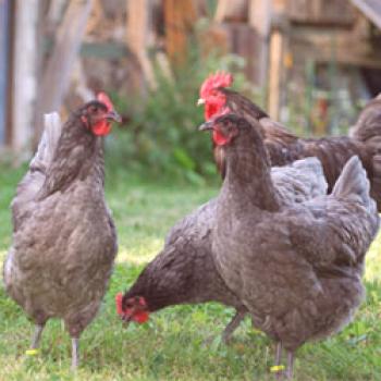 Порода пилета Джунг гигант: задържане и размножаване