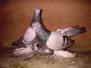 Opis golobov Armavirskega kratkodlaka, Davarnenskega in Andijanskega