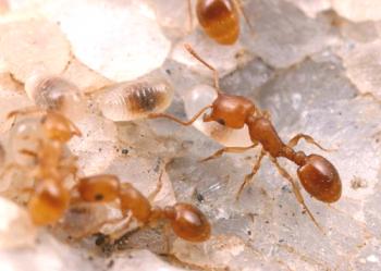 Как да се отървем от мравки в апартамент?