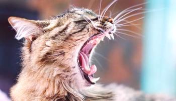 Зъби при котки: грижи, признаци по-полезни и лечение |Защо зъбите попадат в котки