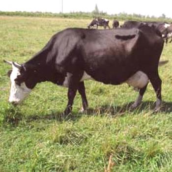 Ярославска порода крави: описание и характеристики