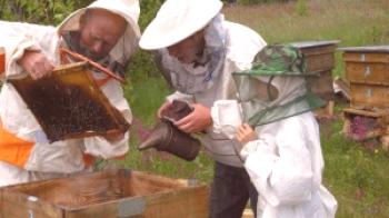 Čebelarski panj v septembru
