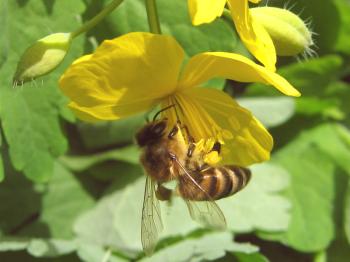 Zdravljenje čebel z Risbe