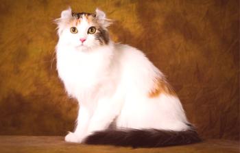 Curl Americano: descripción y carácter de la raza de los gatos, cuidado.