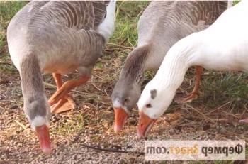 Какво да се хранят гъски: разликите в храненето през зимата и лятото
