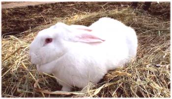 Poletni obrok hranjenja zajcev, pogosta napaka kuncev.