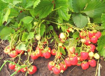 Cultivo de fresas en invernadero.