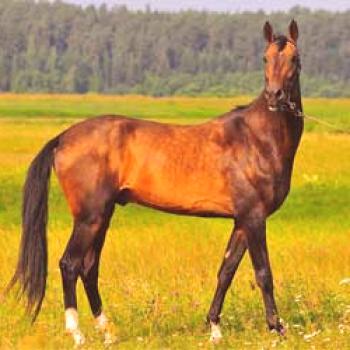 Raza Akhaltekin de caballos: origen y exterior.