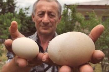 Razas de gallinas que llevan huevos grandes.