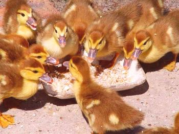 Qué alimentar a los patos en casa: productos permitidos y prohibidos