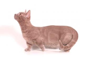 Manchkin kratkodlaki mačka: fotografija, cena, opis pasme, značaj, video, drevesnice