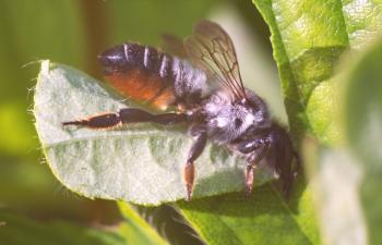 Beetle leafworm