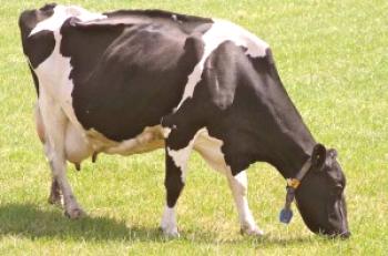 Alimentando vacas lecheras en verano e invierno.