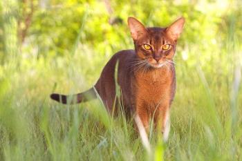 Gato abisinio (foto): inteligencia, gracia y curiosidad.