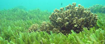Tekoči kalcij Haytao Guy iz morskih alg Lucca je učinek morskih sadežev