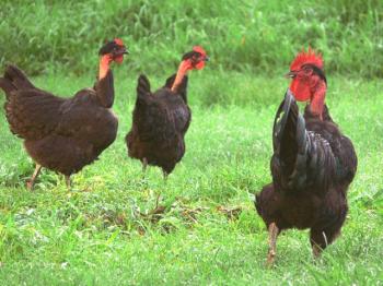 Una visión general de la raza española de pollos Holosheynaya: características y detalles del cultivo