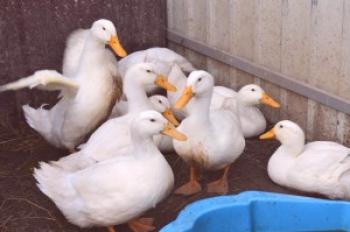 Old 53 Ducks: Opis Broilerja s fotografijami in videi