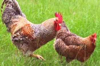 Razas alemanas de pollos: descripción, descripción