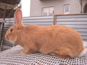 Raza Borgoña de conejos - descripción, contenido y cuidado (foto y video)