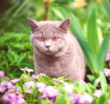Kaj vonj ni všeč mačke: vonj straši mačke na vrtu in v koči območju