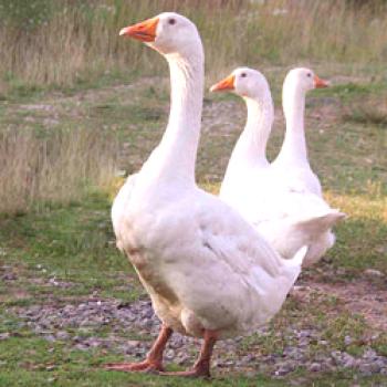 Geese Danish Legard: gojenje in vzrejanje pasem