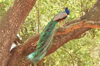 ¿Dónde vive el pavo real en la naturaleza y cuáles son las peculiaridades de su hábitat?