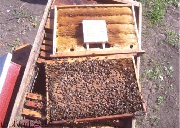 La eliminación de las colonias de abejas con sus manos.