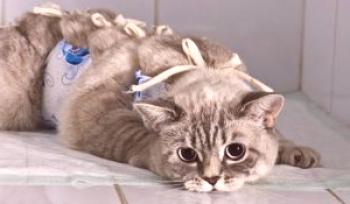 Kako skrbeti za mačko po sterilizaciji
