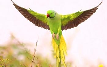 Bolhe pri pticah: papige, kanarčki, simptomi, zdravljenje, preprečevanje