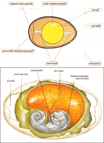 Kakšna je struktura jajčeca, iz katerega je sestavljena
